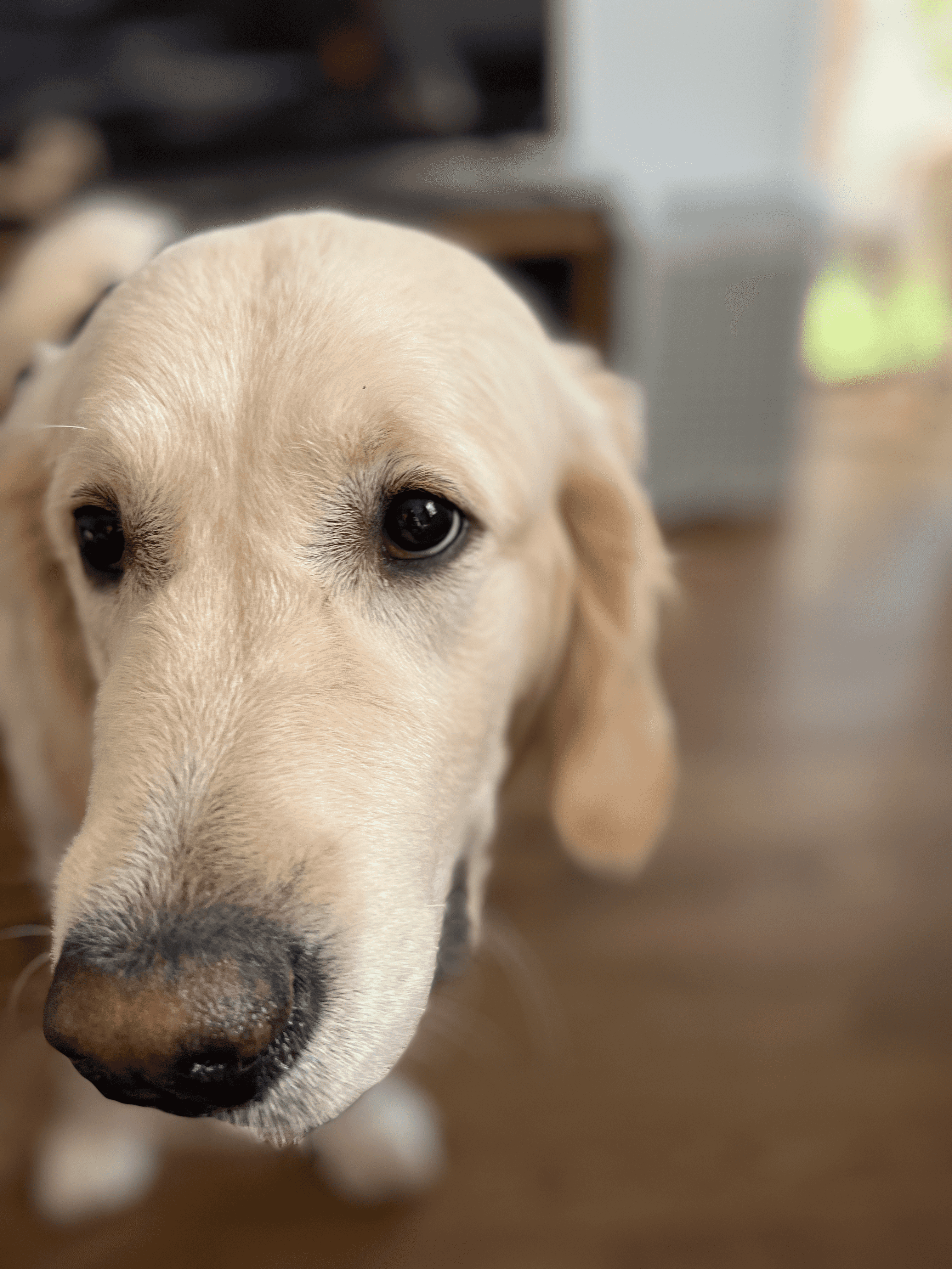 Picture of my dog