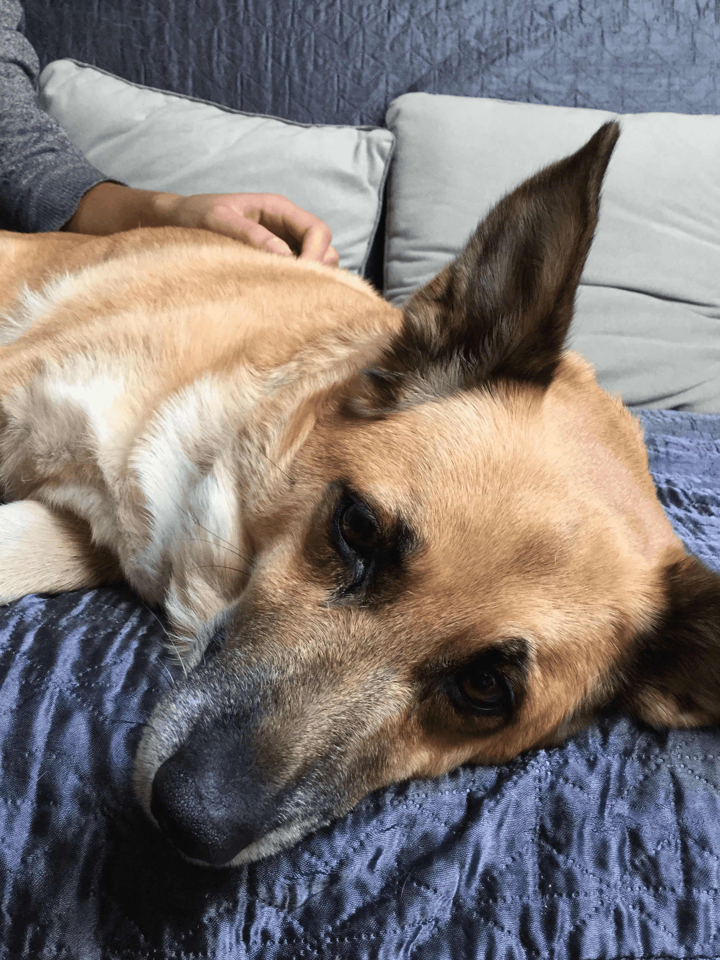 Picture of my dog