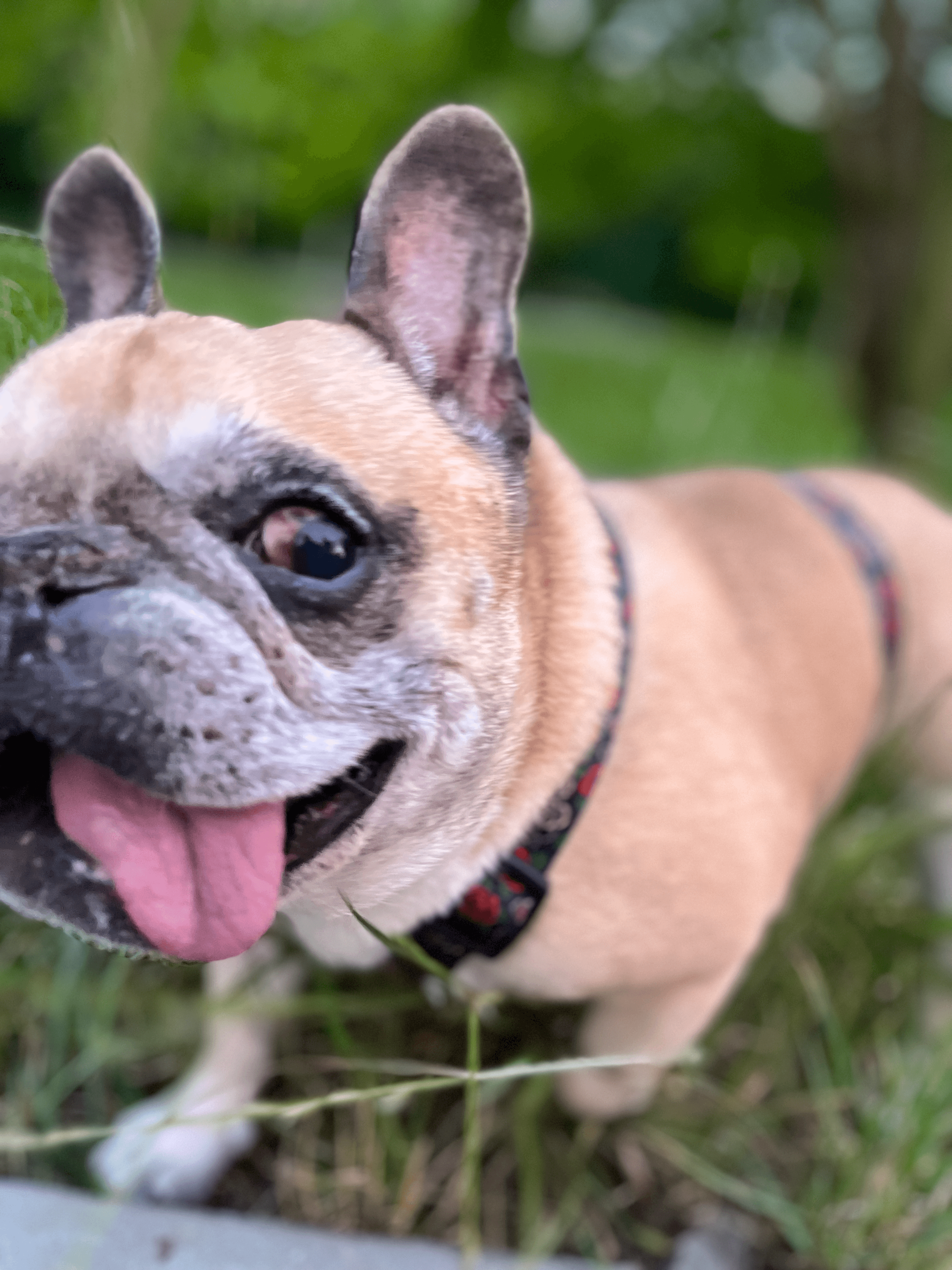 Picture of my dog